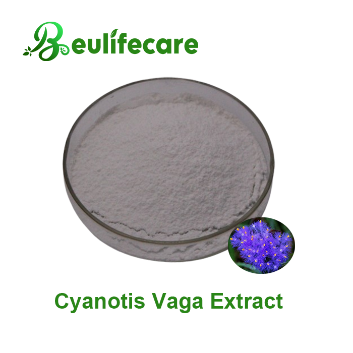 Cyanotis Vaga Extract